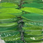 Green Leaf 3.5" Tissue